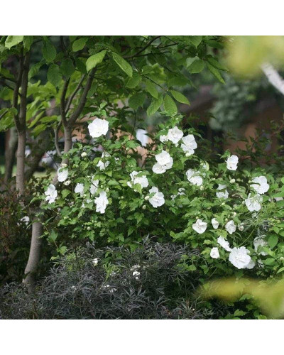 Гібіскус сирійській Вайт Шифон / Гібіскус Вайт Шифон | Hibiscus syriacus White Chiffon | Гибискус сирийский Вайт Шифон / Гибискус Вайт Шифон