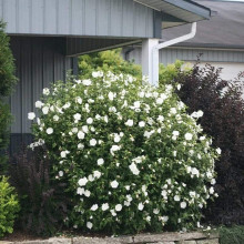 Гібіскус сирійській Вайт Шифон / Гібіскус Вайт Шифон | Hibiscus syriacus White Chiffon | Гибискус сирийский Вайт Шифон / Гибискус Вайт Шифон