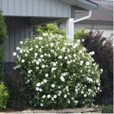 Гібіскус сирійській Вайт Шифон / Гібіскус Вайт Шифон | Hibiscus syriacus White Chiffon | Гибискус сирийский Вайт Шифон / Гибискус Вайт Шифон