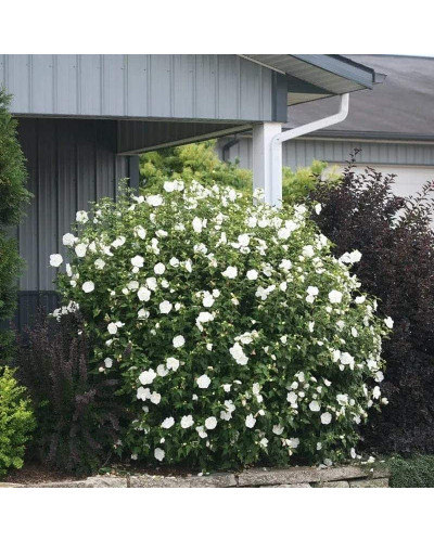 Гібіскус сирійській Вайт Шифон / Гібіскус Вайт Шифон | Hibiscus syriacus White Chiffon | Гибискус сирийский Вайт Шифон / Гибискус Вайт Шифон