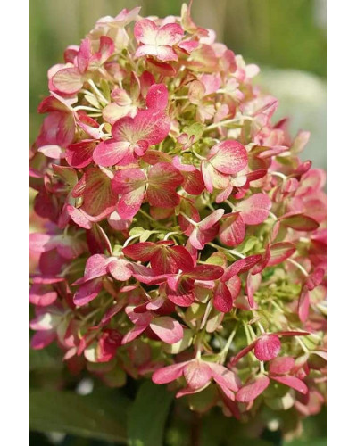 Гортензія волотиста `Графіті` | Hydrangea paniculata `Graffiti` | Гортензия метельчатая `Граффити`