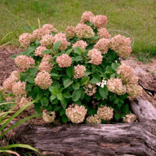Гортензія волотиста `Графіті` | Hydrangea paniculata `Graffiti` | Гортензия метельчатая `Граффити`