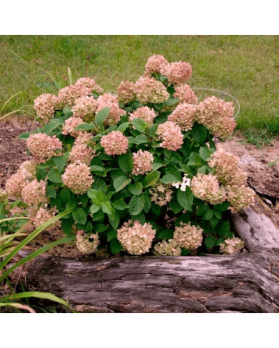 Гортензія волотиста `Графіті` | Hydrangea paniculata `Graffiti` | Гортензия метельчатая `Граффити`