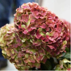 Гортензія волотиста `Графіті` | Hydrangea paniculata `Graffiti` | Гортензия метельчатая `Граффити`