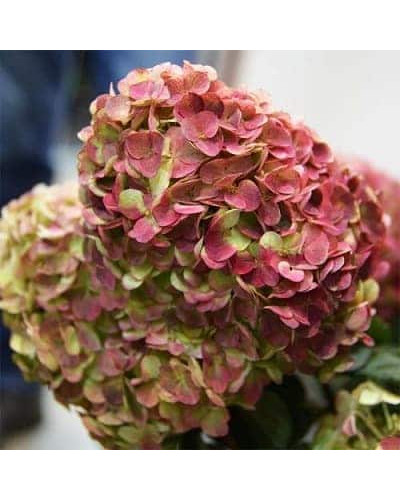 Гортензія волотиста `Графіті` | Hydrangea paniculata `Graffiti` | Гортензия метельчатая `Граффити`