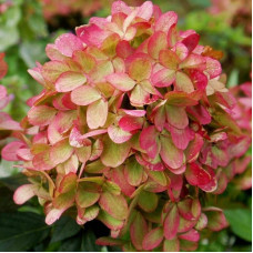 Гортензія волотиста `Графіті` | Hydrangea paniculata `Graffiti` | Гортензия метельчатая `Граффити`