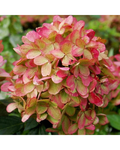 Гортензія волотиста `Графіті` | Hydrangea paniculata `Graffiti` | Гортензия метельчатая `Граффити`