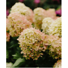 Гортензія волотиста `Графіті` | Hydrangea paniculata `Graffiti` | Гортензия метельчатая `Граффити`
