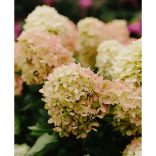 Гортензія волотиста `Графіті` | Hydrangea paniculata `Graffiti` | Гортензия метельчатая `Граффити`