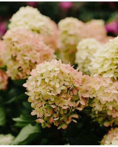 Гортензія волотиста `Графіті` | Hydrangea paniculata `Graffiti` | Гортензия метельчатая `Граффити`