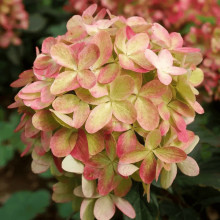 Гортензія волотиста `Графіті` | Hydrangea paniculata `Graffiti` | Гортензия метельчатая `Граффити`