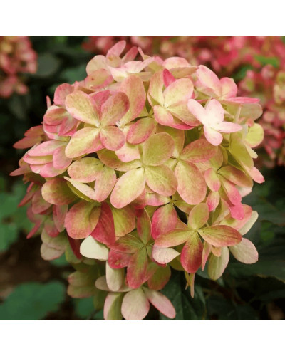Гортензія волотиста `Графіті` | Hydrangea paniculata `Graffiti` | Гортензия метельчатая `Граффити`
