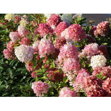 Гортензія волотиста `Графіті` | Hydrangea paniculata `Graffiti` | Гортензия метельчатая `Граффити`