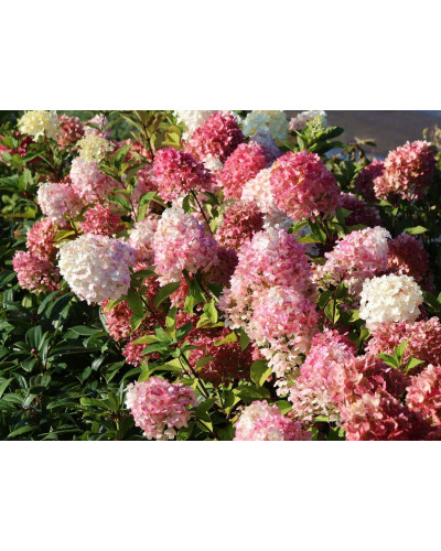 Гортензія волотиста `Графіті` | Hydrangea paniculata `Graffiti` | Гортензия метельчатая `Граффити`