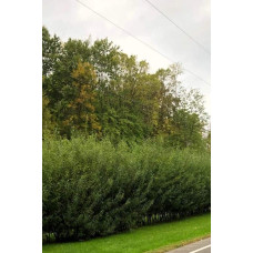 Верба пурпурова | Salix purpurea | Ива пурпурная