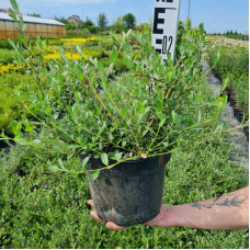 Верба пурпурова | Salix purpurea | Ива пурпурная
