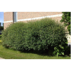 Верба пурпурова | Salix purpurea | Ива пурпурная