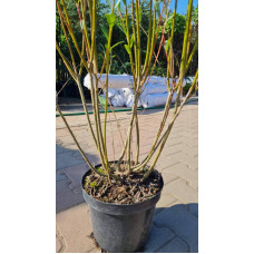 Верба пурпурова | Salix purpurea | Ива пурпурная