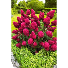 Гортензія волотиста Фрамбозін Ренсам/Самарська Лідія | Hydrangea paniculata Framboisine Rensam | Гортензия метельчатая Фрамбозин Ренсам/Самарская Лидия
