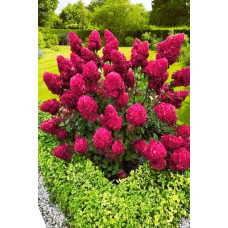 Гортензія волотиста Фрамбозін Ренсам/Самарська Лідія | Hydrangea paniculata Framboisine Rensam | Гортензия метельчатая Фрамбозин Ренсам/Самарская Лидия