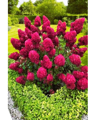 Гортензія волотиста Фрамбозін Ренсам/Самарська Лідія | Hydrangea paniculata Framboisine Rensam | Гортензия метельчатая Фрамбозин Ренсам/Самарская Лидия