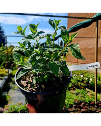 Гортензія волотиста Фрамбозін Ренсам/Самарська Лідія | Hydrangea paniculata Framboisine Rensam | Гортензия метельчатая Фрамбозин Ренсам/Самарская Лидия