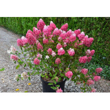 Гортензія волотиста Фрамбозін Ренсам/Самарська Лідія | Hydrangea paniculata Framboisine Rensam | Гортензия метельчатая Фрамбозин Ренсам/Самарская Лидия