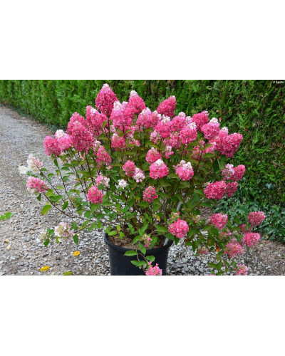 Гортензія волотиста Фрамбозін Ренсам/Самарська Лідія | Hydrangea paniculata Framboisine Rensam | Гортензия метельчатая Фрамбозин Ренсам/Самарская Лидия