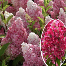 Гортензія волотиста Фрамбозін Ренсам/Самарська Лідія | Hydrangea paniculata Framboisine Rensam | Гортензия метельчатая Фрамбозин Ренсам/Самарская Лидия