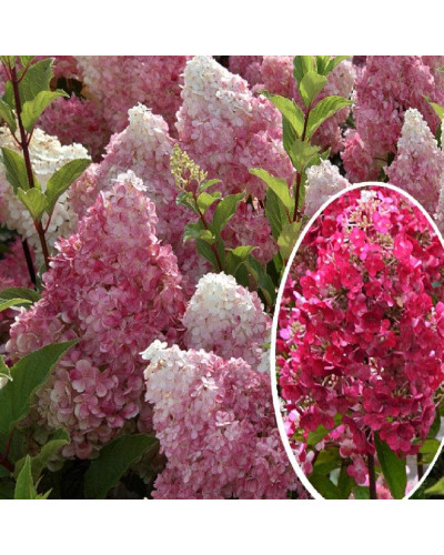 Гортензія волотиста Фрамбозін Ренсам/Самарська Лідія | Hydrangea paniculata Framboisine Rensam | Гортензия метельчатая Фрамбозин Ренсам/Самарская Лидия