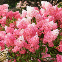Гортензія волотиста Фрамбозін Ренсам/Самарська Лідія | Hydrangea paniculata Framboisine Rensam | Гортензия метельчатая Фрамбозин Ренсам/Самарская Лидия
