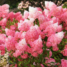 Гортензія волотиста Фрамбозін Ренсам/Самарська Лідія | Hydrangea paniculata Framboisine Rensam | Гортензия метельчатая Фрамбозин Ренсам/Самарская Лидия