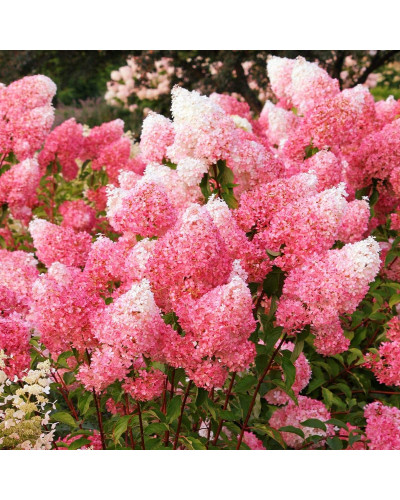 Гортензія волотиста Фрамбозін Ренсам/Самарська Лідія | Hydrangea paniculata Framboisine Rensam | Гортензия метельчатая Фрамбозин Ренсам/Самарская Лидия