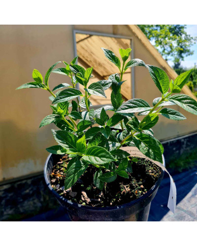 Гортензія волотиста Фрамбозін Ренсам/Самарська Лідія | Hydrangea paniculata Framboisine Rensam | Гортензия метельчатая Фрамбозин Ренсам/Самарская Лидия