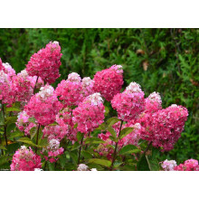 Гортензія волотиста Фрамбозін Ренсам/Самарська Лідія | Hydrangea paniculata Framboisine Rensam | Гортензия метельчатая Фрамбозин Ренсам/Самарская Лидия