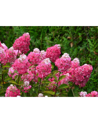 Гортензія волотиста Фрамбозін Ренсам/Самарська Лідія | Hydrangea paniculata Framboisine Rensam | Гортензия метельчатая Фрамбозин Ренсам/Самарская Лидия