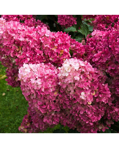 Гортензія волотиста Фрамбозін Ренсам/Самарська Лідія | Hydrangea paniculata Framboisine Rensam | Гортензия метельчатая Фрамбозин Ренсам/Самарская Лидия