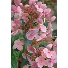 Гортензія волотиста `Полестар` | Hydrangea paniculata `Polestar` | Гортензия метельчатая `Полестар`