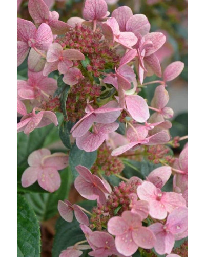 Гортензія волотиста `Полестар` | Hydrangea paniculata `Polestar` | Гортензия метельчатая `Полестар`