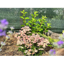 Гортензія волотиста `Полестар` | Hydrangea paniculata `Polestar` | Гортензия метельчатая `Полестар`