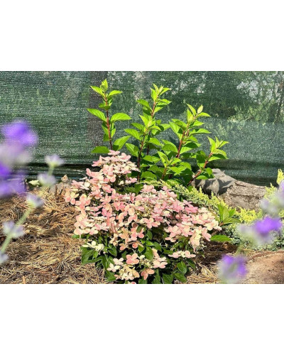 Гортензія волотиста `Полестар` | Hydrangea paniculata `Polestar` | Гортензия метельчатая `Полестар`