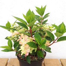 Гортензія волотиста `Полестар` | Hydrangea paniculata `Polestar` | Гортензия метельчатая `Полестар`