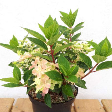 Гортензія волотиста `Полестар` | Hydrangea paniculata `Polestar` | Гортензия метельчатая `Полестар`