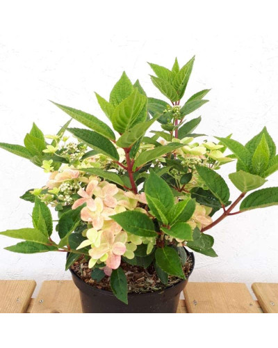 Гортензія волотиста `Полестар` | Hydrangea paniculata `Polestar` | Гортензия метельчатая `Полестар`