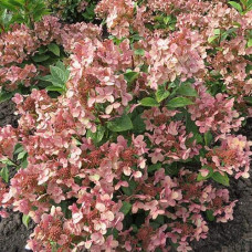 Гортензія волотиста `Полестар` | Hydrangea paniculata `Polestar` | Гортензия метельчатая `Полестар`