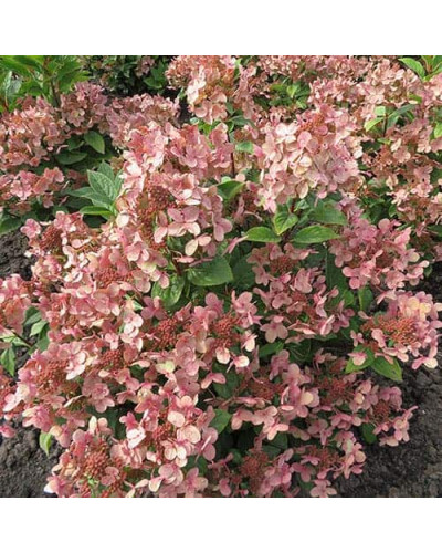 Гортензія волотиста `Полестар` | Hydrangea paniculata `Polestar` | Гортензия метельчатая `Полестар`