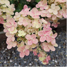Гортензія волотиста `Полестар` | Hydrangea paniculata `Polestar` | Гортензия метельчатая `Полестар`