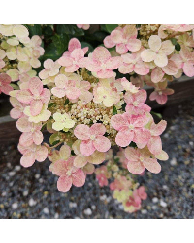 Гортензія волотиста `Полестар` | Hydrangea paniculata `Polestar` | Гортензия метельчатая `Полестар`