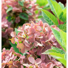 Гортензія волотиста `Полестар` | Hydrangea paniculata `Polestar` | Гортензия метельчатая `Полестар`