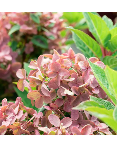 Гортензія волотиста `Полестар` | Hydrangea paniculata `Polestar` | Гортензия метельчатая `Полестар`